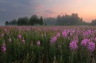 Иван-чай: лечебные свойства и применение Иван-чай: лечебные свойства и применение